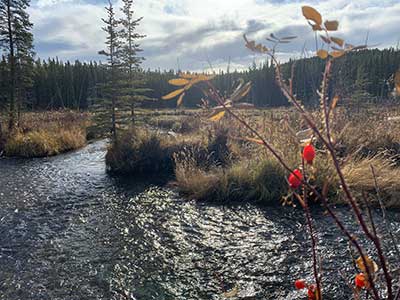 Chasan Chua McIntyre Creek Whitehorse Yukon